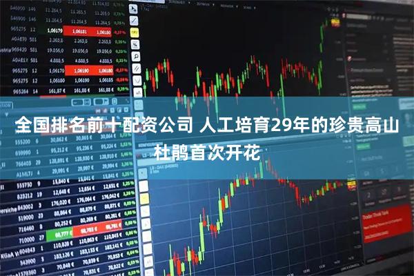 全国排名前十配资公司 人工培育29年的珍贵高山杜鹃首次开花